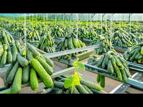 You Won't Believe How Cucumbers Are Produced and Harvested in the Greenhouse