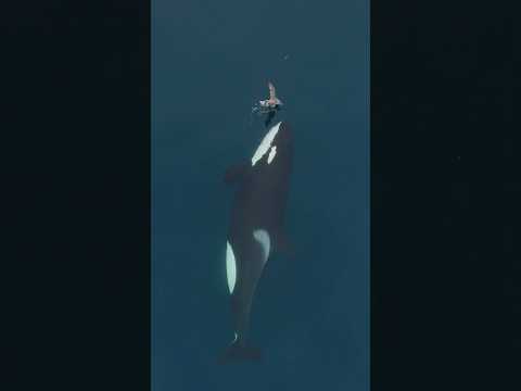 Daring bird is lucky to be alive! #orca #killerwhale #wildlife