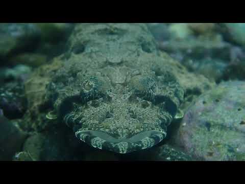 ＊サカナ＊ワニゴチの正面顔が可愛すぎ♪