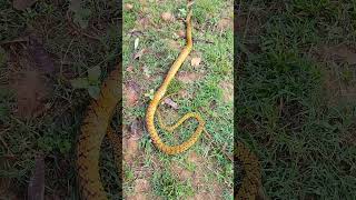 big yellow snake #short #viral #video #shortviralvideo