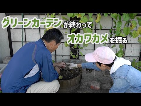 グリーンカーテンが終わってオカワカメを掘る