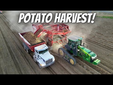 Another 7 million pounds of potatoes! Potato harvest day 10