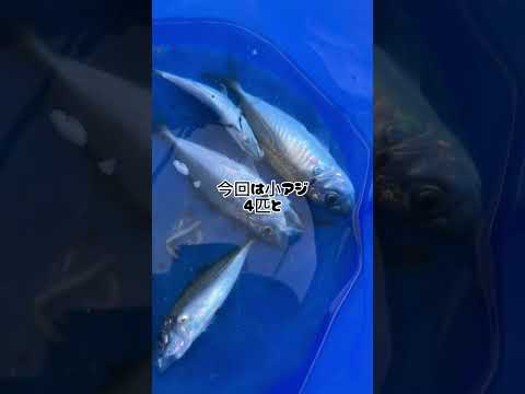 何ヶ月ぶりの釣りに行きました　とりあえずサビキ釣り