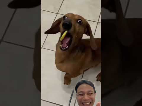 🐶 Dog's First Lemon Experience: Hilarious Reaction! 🤣🍋