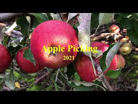 Apple Picking "21