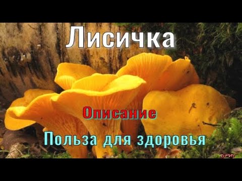 Лисичка. Описание. Польза для здоровья.