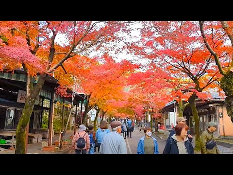 【谷汲山華厳寺　紅葉】　岐阜県揖斐郡　2024年12月1日（日）　Gifu-Japan