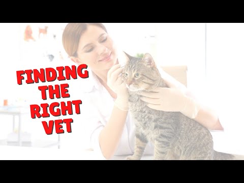 How To Pick The Best Veterinarian | Two Crazy Cat Ladies