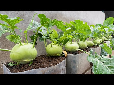 Techniques to grow kohlrabi in plastic bottles, Grow vegetables for free