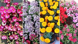 20 EASY & FASTEST growing flower plants for winter