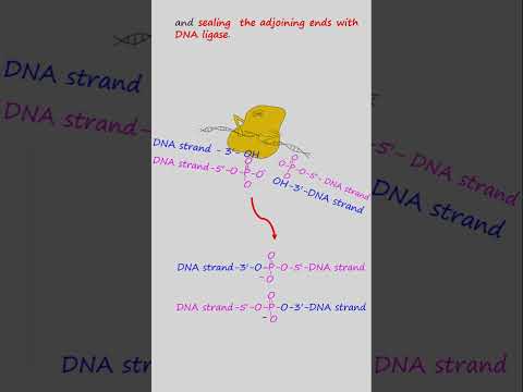 Recombinant DNA Technology for Cloning and Gene Expression (Basics) #shorts