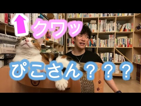 何かが気になるぴこさん、視線の先には・・・？【メンタリストDaiGo切り抜き】