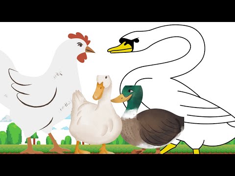 Poultry in The World - Chicken Swan Duck Goose - Animal Sounds