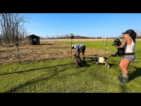 A Day On The Homestead | Moving Our Goats