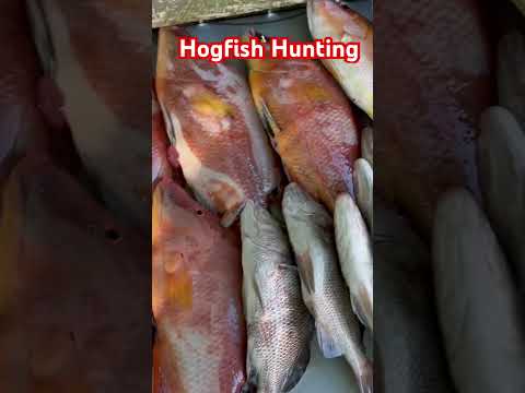 Hogfish Hunting (Preview) #clearwaterboating #fishing #gulfofmexico