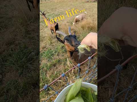 Would you live on a farm? 🐐 🐔 🐕 🚜 #farmlife #homesteading #farm #farmdog