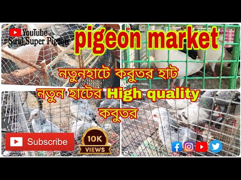 Pigeon market IIজামতলা নতুন হাটের কিছু Highquality পায়রা/নতুন হাট কবুতরের হাট#kabootar #viralvideo