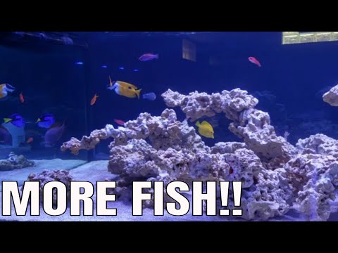 ADDING MORE FISH TO MARINE AQUARIUM