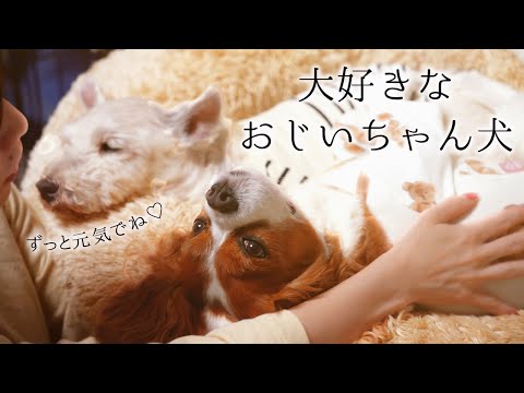 🐶👩癒し効果にニンマリ【キャバリア&ウェスプー】14歳ハイシニアの実家犬と一緒にお散歩