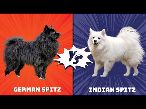 German Spitz vs Indian Spitz: Choosing Your Spitz Companion