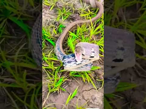 Snake bites.big snake #animals #snake #follow