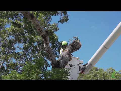 The Elite Tree Climbers of East Coast Facilities Arbor Care Unit