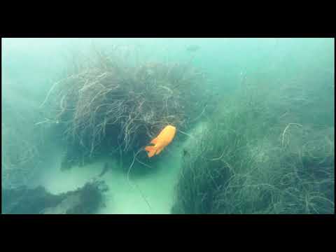 Snorkeling La Jolla Cove - 4k