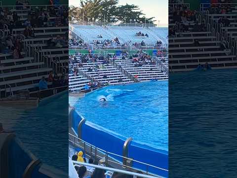 🐳 Orca Encounter | SeaWorld San Diego #shorts