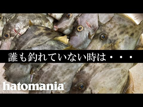 激シブの沖波止で青物に挑む！【泉佐野一文字・青物・カワハギ】Blue-backed fish