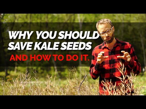 How To Save Kale Seeds. And Why You Should Do it.