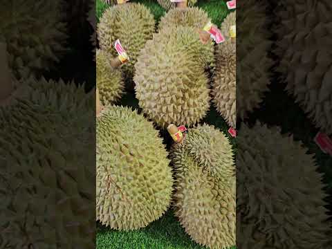 Durian time