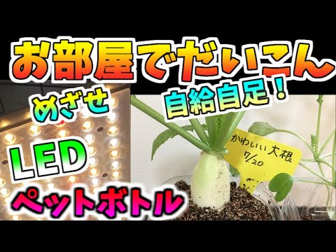 お部屋でだいこん！LED水耕栽培で、旬じゃなくても大根はできる！