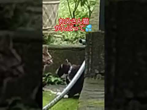 【地域猫36】けんかはやめて💦争わないで地域猫のお父さん🐈️#shorts #地域猫