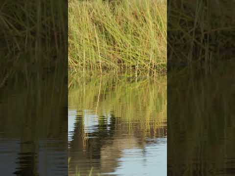 Openbill to buffalo #wildlife #buffalo #birds #chobenationalpark #safari #birdwatching