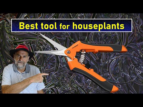 Cleaning and Pruning Houseplants has never been Easier