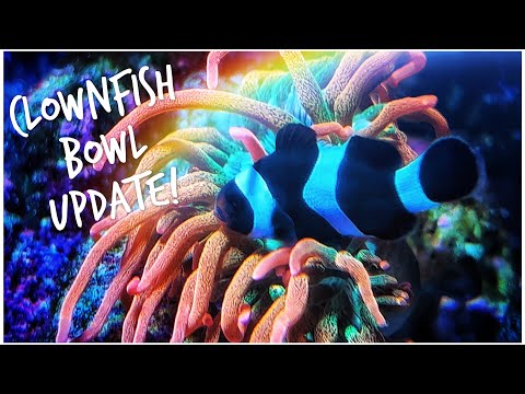 Clownfish Bowl Update June 2022 | New Anemone & Maintenance Schedule | 5 gallon Reef Tank