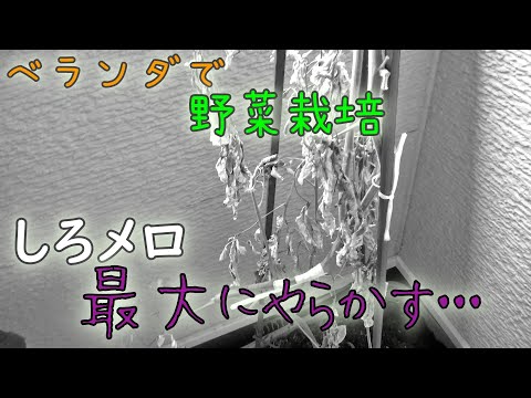 ベランダで野菜の栽培始めて4か月、ここで最大にやらかす・・・