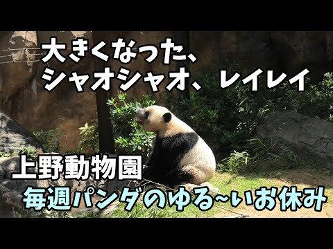 【上野動物園】上野とアドベンの違いって何？大きくなった、シャオシャオ、レイレイ　 「上野パンダファミリーに逢いたい。」【毎週パンダ2024/06/14】