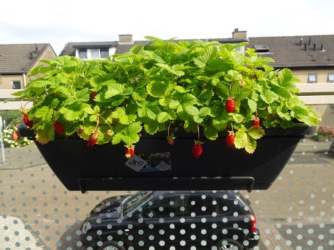 Experiment #316: Hoe groeit een aardbeienplant? 🍓 (timelapse)