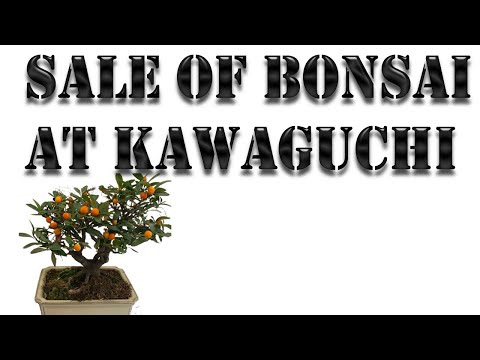 BONSAI, sale at Kawaguchi Ryokka Center. 川口市緑化センター March 2022