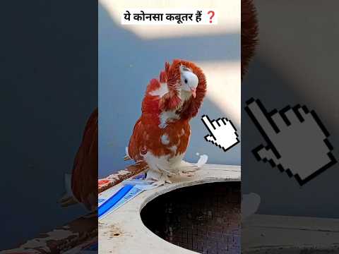 Please Coment Me Batana 🙌❤️ ||Kabutar Ki Video || #pigeon #kabootar #love #birdsinging #realpigeons