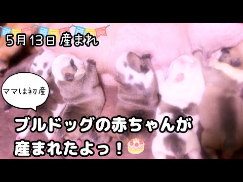 【ブルドッグ】5月13日にブルドッグの赤ちゃんが産まれました！🍼　授乳中の様子お見せします🤱💓