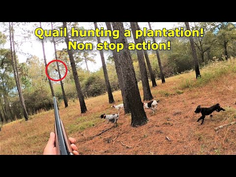 Plantation quail hunt! Sundown Farms Plantation