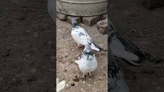 #dove #pigeonpose #tauben #paloma #pigeonphotography #photography #racingpigeons #taube #birdlovers