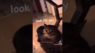 OMG Cats Can Talk!!?? |☺️😁🤣| #cantbelieveit #trending #omgsocutecat | not mine