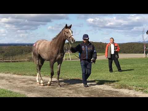 ノルマンディー募集馬見学ツアー2018