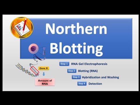 Northern Blotting