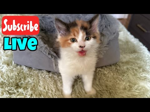 Happy Caturday - Live Stream