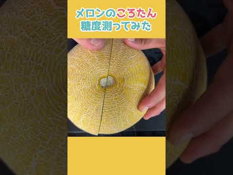 【メロン】ころたん糖度を測ってみた #shorts #家庭菜園