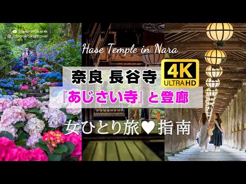 【JAPAN 4K】Visiting Hasedera Temple – Healed by colorful hydrangea (seasonal) Breathtaking Japan!